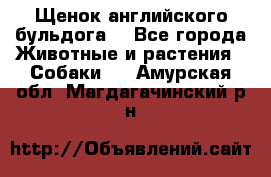 Щенок английского бульдога  - Все города Животные и растения » Собаки   . Амурская обл.,Магдагачинский р-н